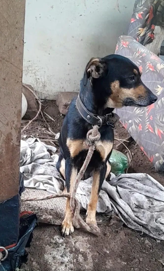 Cachorro raça SRD-ViraLata idade 1 ano nome Belinha