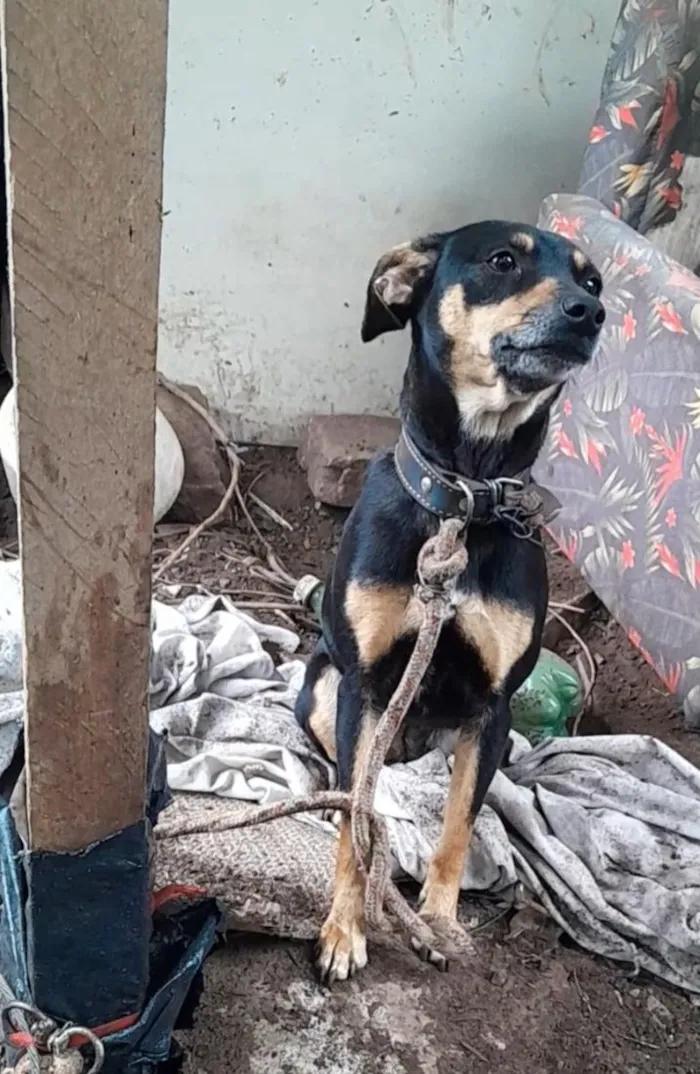 Cachorro raça SRD-ViraLata idade 1 ano nome Belinha