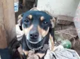 Belinha