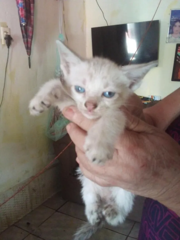 Gato raça SRD-ViraLata idade 2 a 6 meses nome BRANQUINHO 