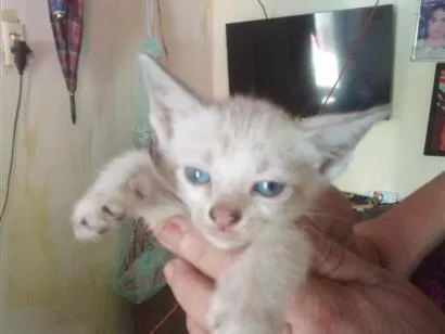 Gato raça SRD-ViraLata idade 2 a 6 meses nome BRANQUINHO 