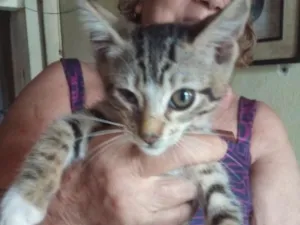 Gato raça SRD-ViraLata idade 2 a 6 meses nome BABIR 