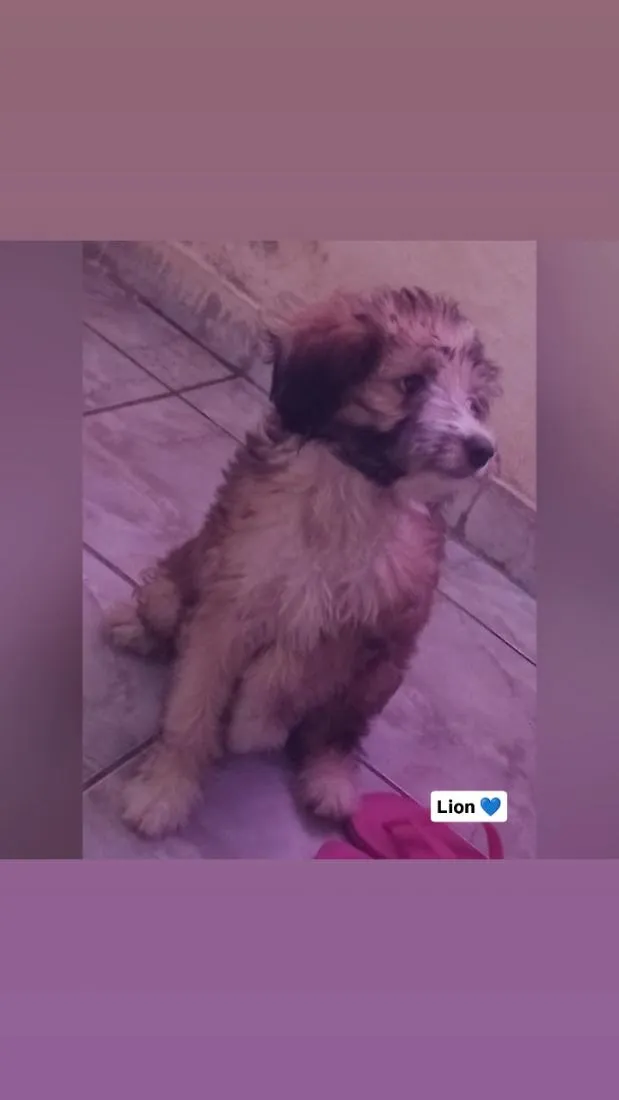 Cachorro raça SRD-ViraLata idade 2 a 6 meses nome Lion 