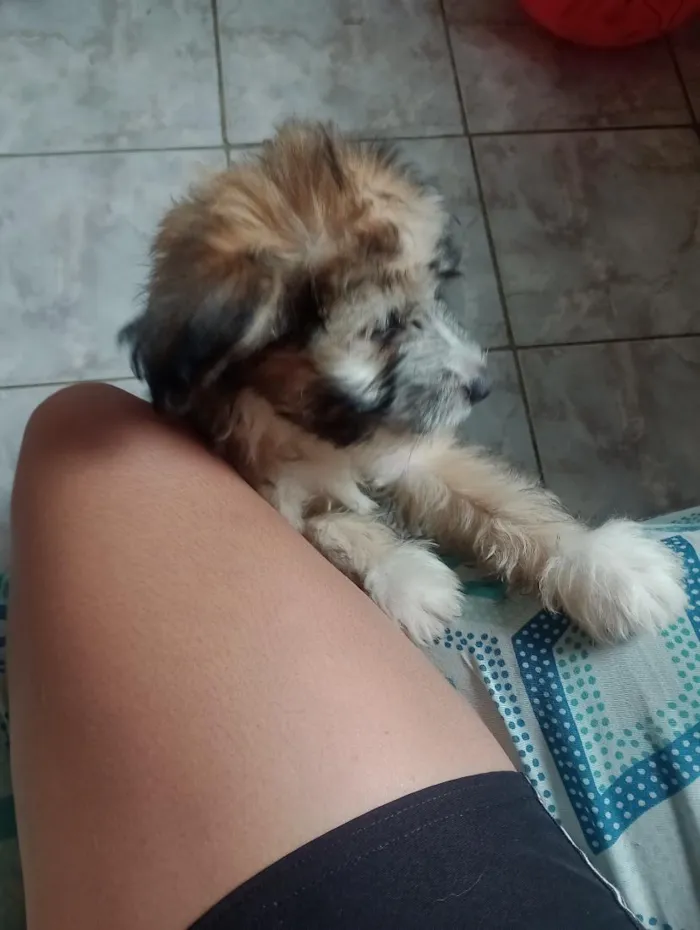 Cachorro raça SRD-ViraLata idade 2 a 6 meses nome Lion 