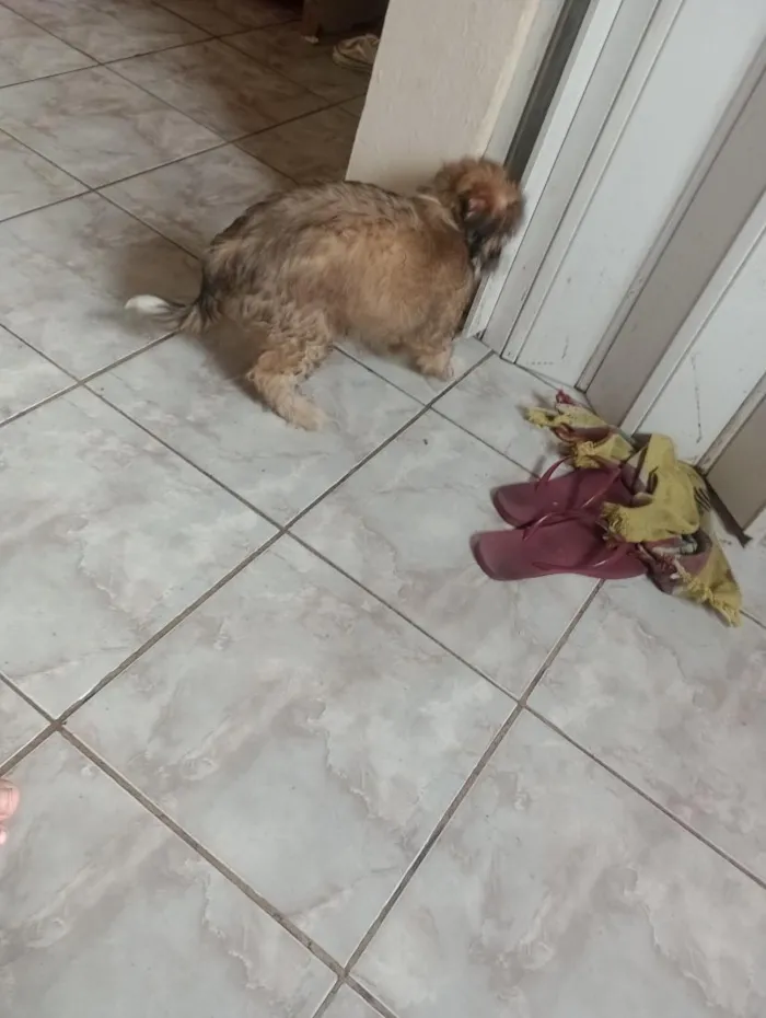 Cachorro raça SRD-ViraLata idade 2 a 6 meses nome Lion 