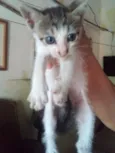 PEDRIM