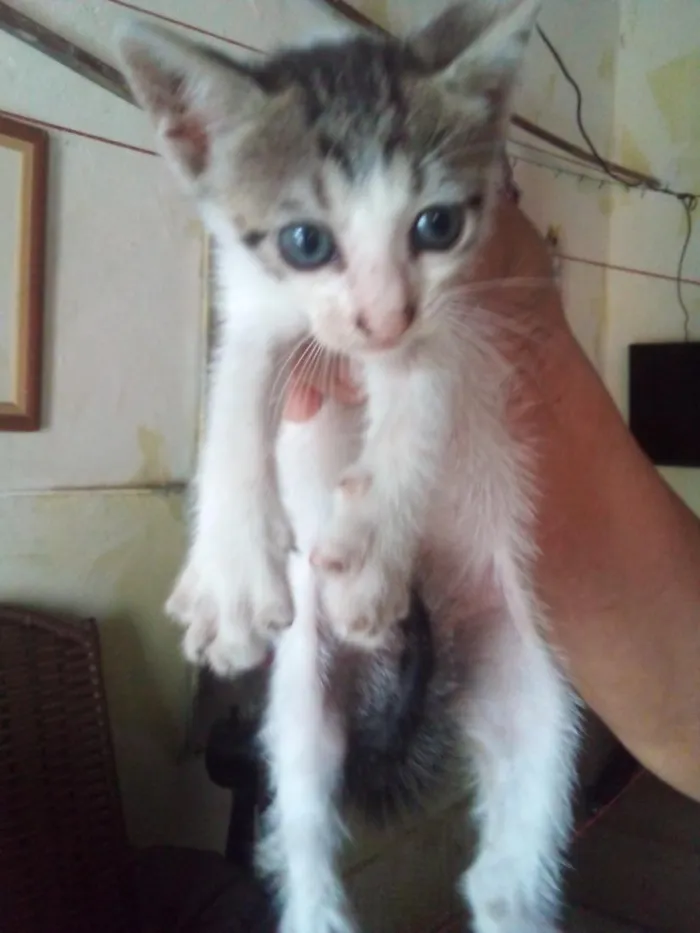 Gato raça SRD-ViraLata idade 2 a 6 meses nome PEDRIM
