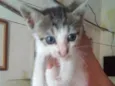 PEDRIM