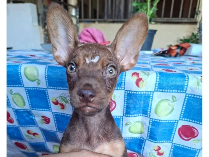Cachorro raça SRD idade 2 a 6 meses nome Sem nome