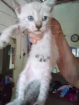 PLUFT FANTASMINHA 
