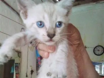 Gato raça SRD-ViraLata idade 2 a 6 meses nome PLUFT FANTASMINHA 
