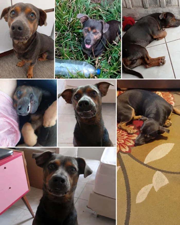 Cachorro raça SRD-ViraLata idade 1 ano nome Carlos Alberto 
