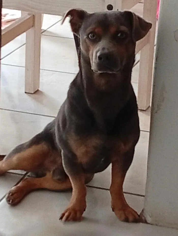 Cachorro raça SRD-ViraLata idade 1 ano nome Carlos Alberto 