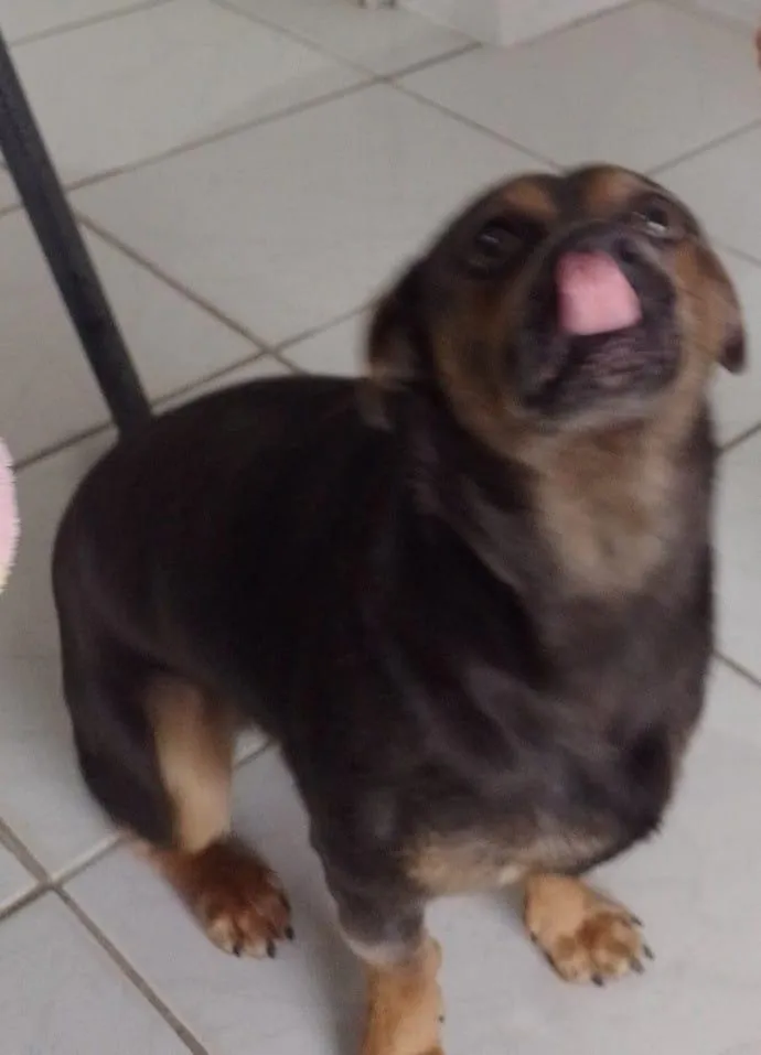 Cachorro raça SRD-ViraLata idade 1 ano nome Carlos Alberto 