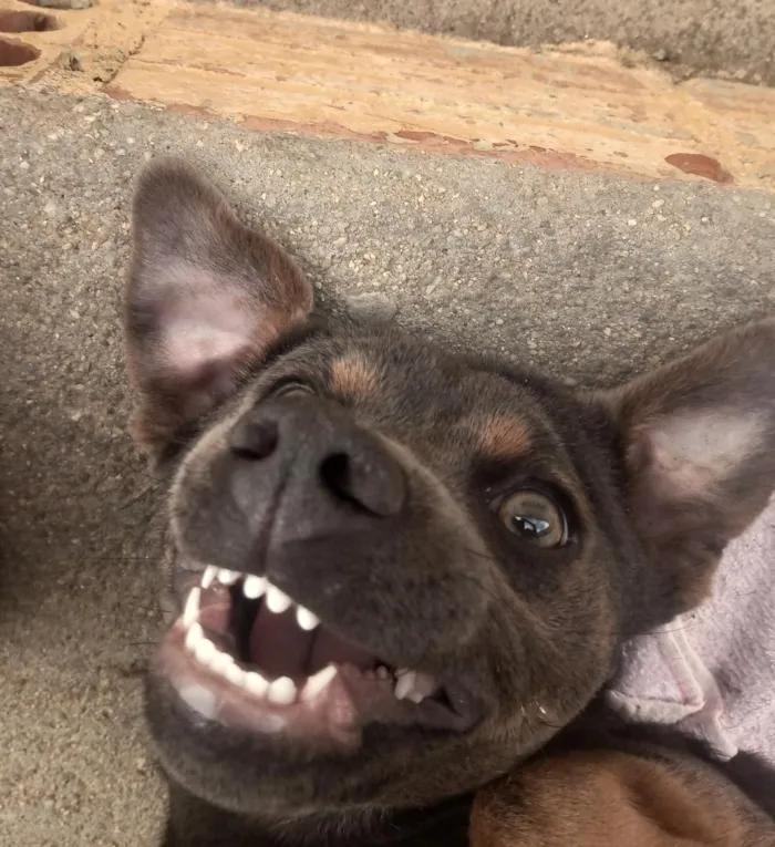 Cachorro raça SRD-ViraLata idade 1 ano nome Carlos Alberto 