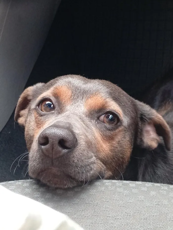 Cachorro raça SRD-ViraLata idade 1 ano nome Carlos Alberto 