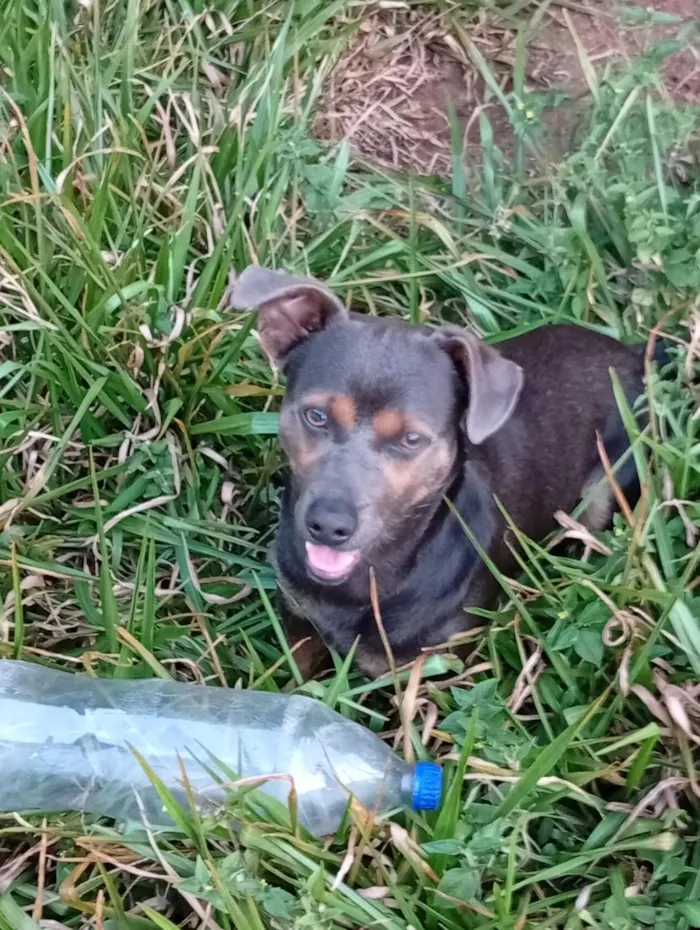 Cachorro raça SRD-ViraLata idade 1 ano nome Carlos Alberto 