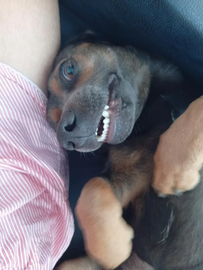 Cachorro raça SRD-ViraLata idade 1 ano nome Carlos Alberto 