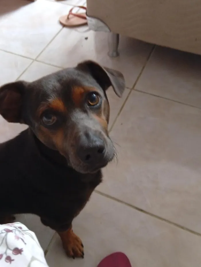 Cachorro raça SRD-ViraLata idade 1 ano nome Carlos Alberto 