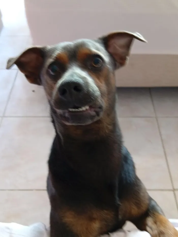 Cachorro raça SRD-ViraLata idade 1 ano nome Carlos Alberto 