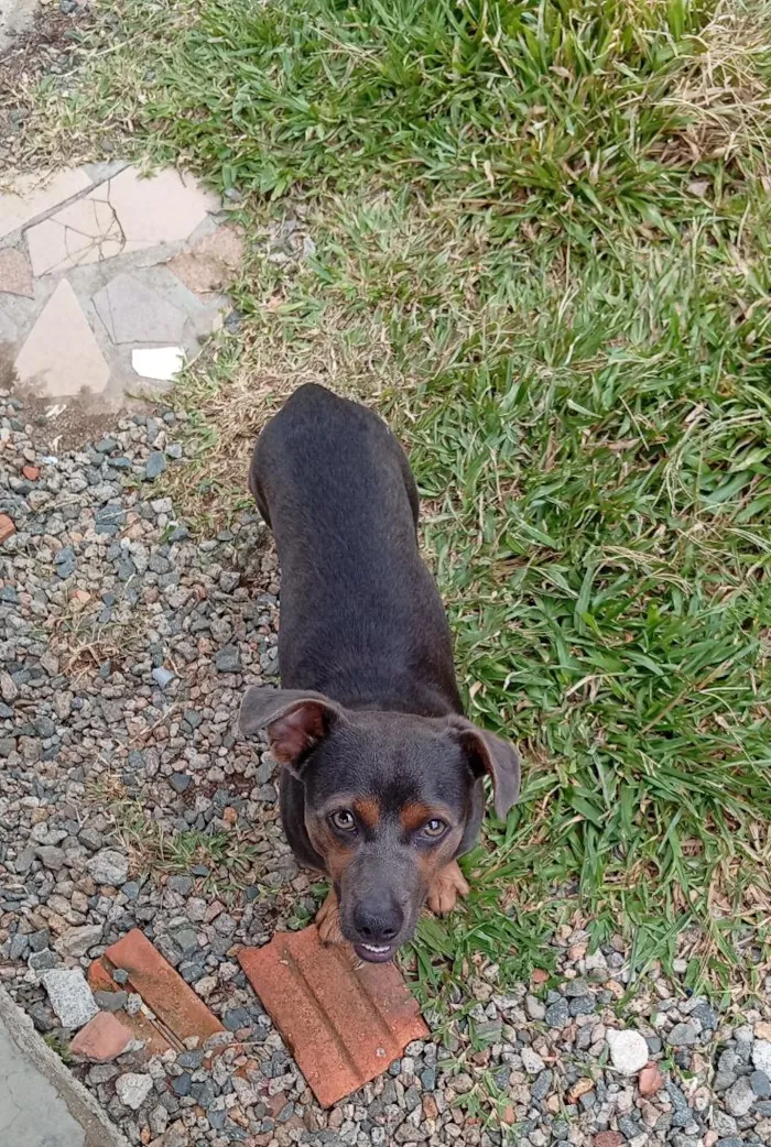 Cachorro raça SRD-ViraLata idade 1 ano nome Carlos Alberto 