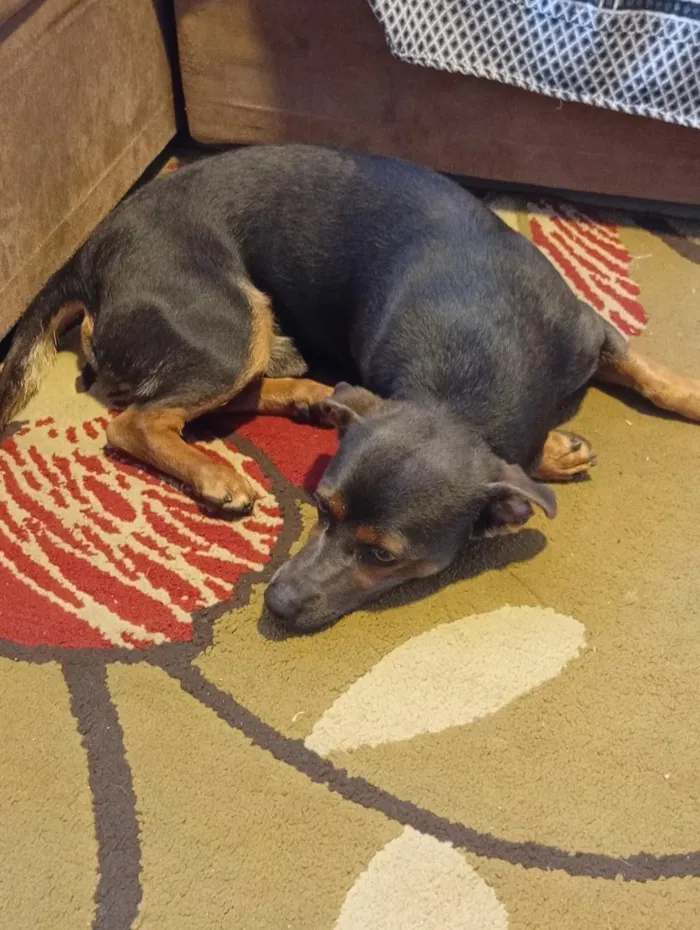Cachorro raça SRD-ViraLata idade 1 ano nome Carlos Alberto 