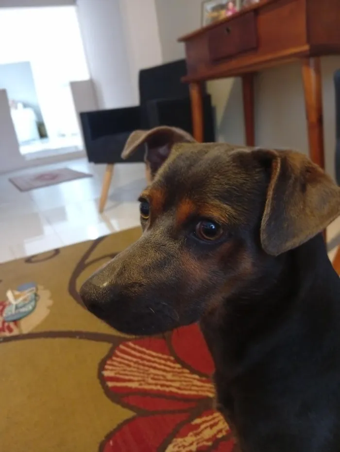 Cachorro raça SRD-ViraLata idade 1 ano nome Carlos Alberto 