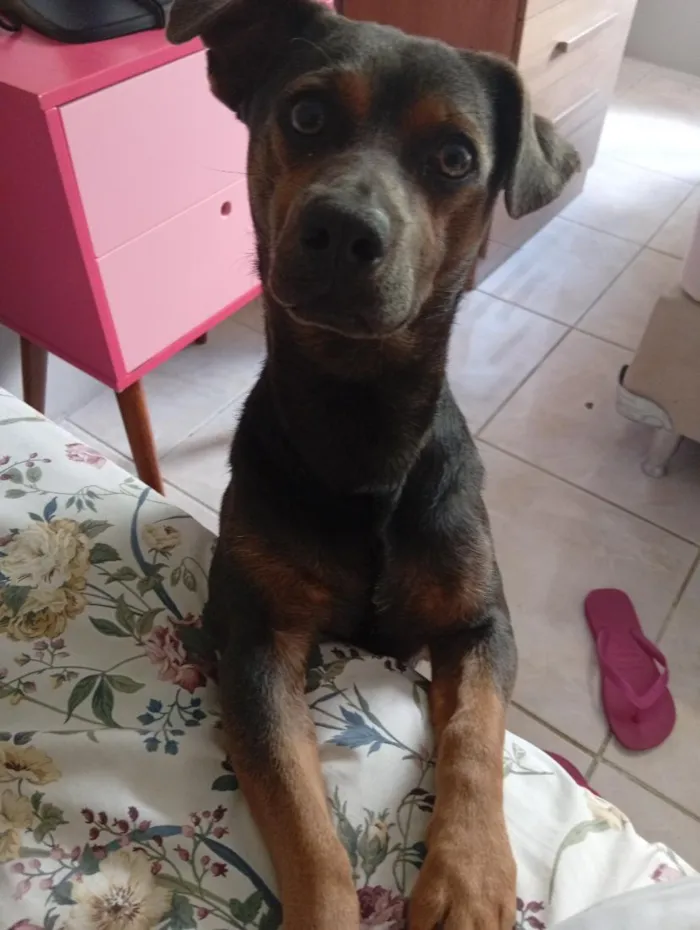 Cachorro raça SRD-ViraLata idade 1 ano nome Carlos Alberto 