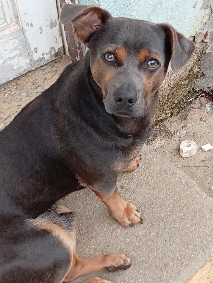 Cachorro raça SRD-ViraLata idade 1 ano nome Carlos Alberto 