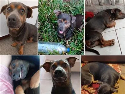 Cachorro raça SRD-ViraLata idade 1 ano nome Carlos Alberto 