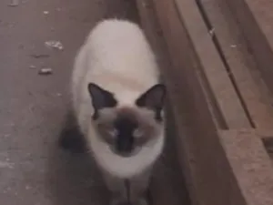 Gato raça Siamês idade 1 ano nome SUZANNA 