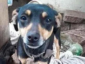 Cachorro raça SRD-ViraLata idade 1 ano nome Belinha