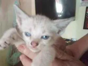 Gato raça SRD-ViraLata idade 2 a 6 meses nome BRANQUINHO 