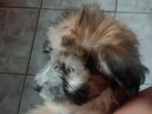 Cachorro raça SRD-ViraLata idade 2 a 6 meses nome Lion 
