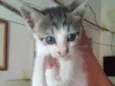 PEDRIM