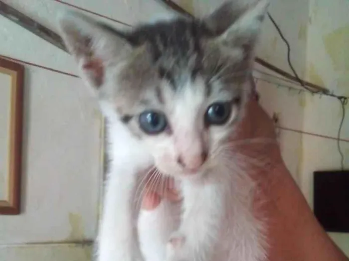 Gato raça SRD-ViraLata idade 2 a 6 meses nome PEDRIM