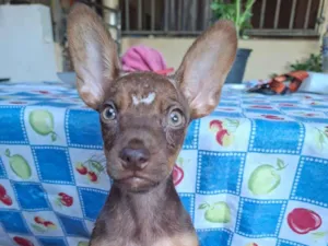 Cachorro raça SRD idade 2 a 6 meses nome Sem nome