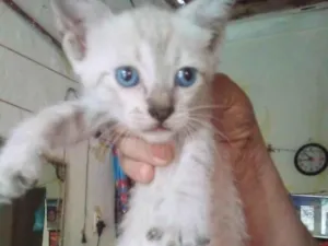 Gato raça SRD-ViraLata idade 2 a 6 meses nome PLUFT FANTASMINHA 