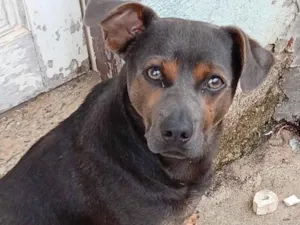 Cachorro raça SRD-ViraLata idade 1 ano nome Carlos Alberto 