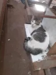 CRISTAL
