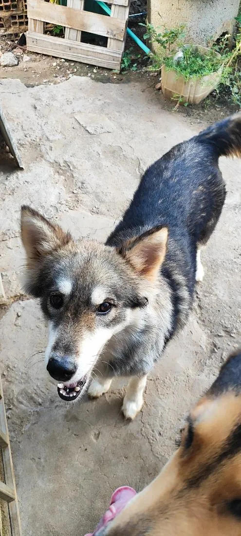 Cachorro raça SRD-ViraLata idade 2 anos nome Pandora