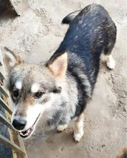 Cachorro raça SRD-ViraLata idade 2 anos nome Pandora