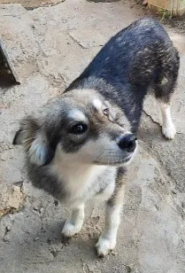 Cachorro raça SRD-ViraLata idade 2 anos nome Pandora