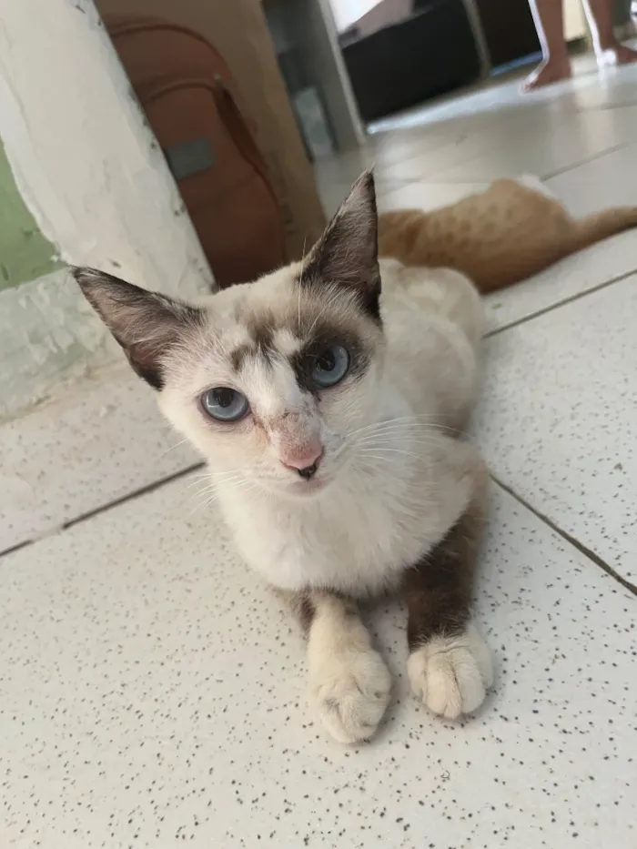 Gato raça Siamês idade 1 ano nome Estrela