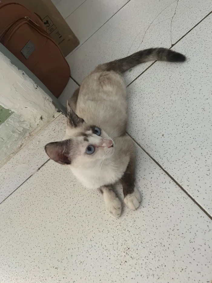 Gato raça Siamês idade 1 ano nome Estrela