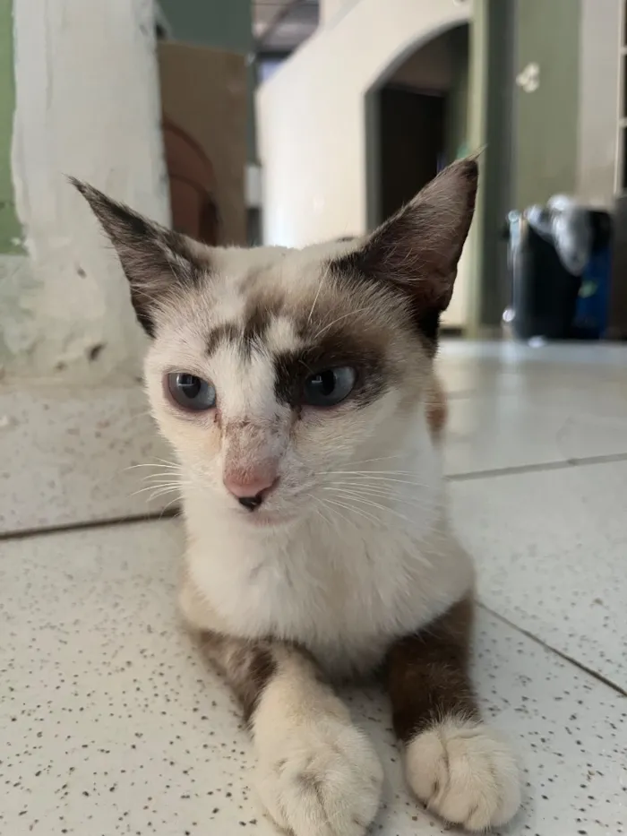 Gato raça Siamês idade 1 ano nome Estrela