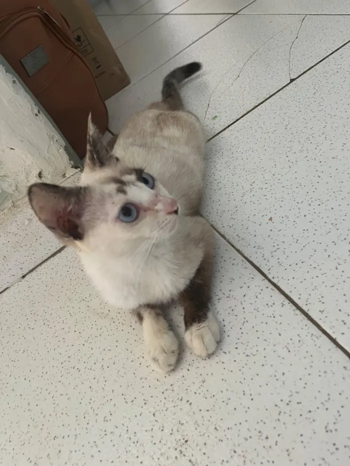 Gato raça Siamês idade 1 ano nome Estrela