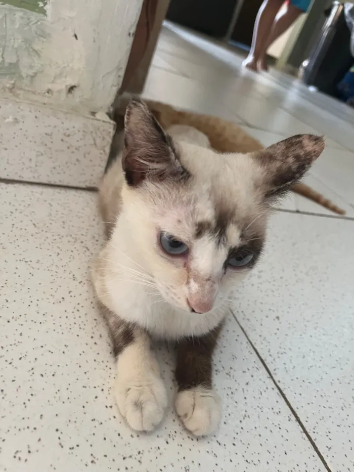 Gato raça Siamês idade 1 ano nome Estrela