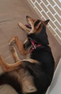 Cachorro raça SRD-ViraLata idade 3 anos nome Nick