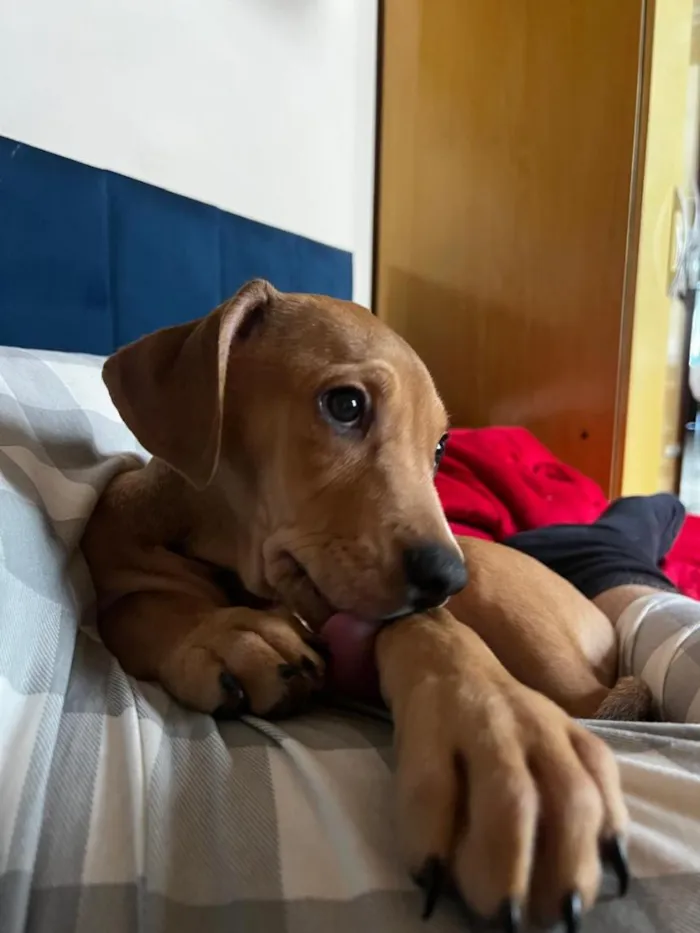 Cachorro raça SRD-ViraLata idade 2 a 6 meses nome Twix